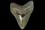 Serrated, Fossil Megalodon Tooth - South Carolina #129444-1